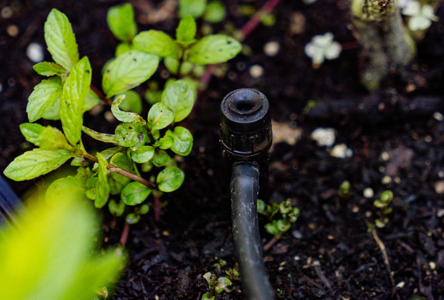 Irriglobe - Irrigation résidentielle
