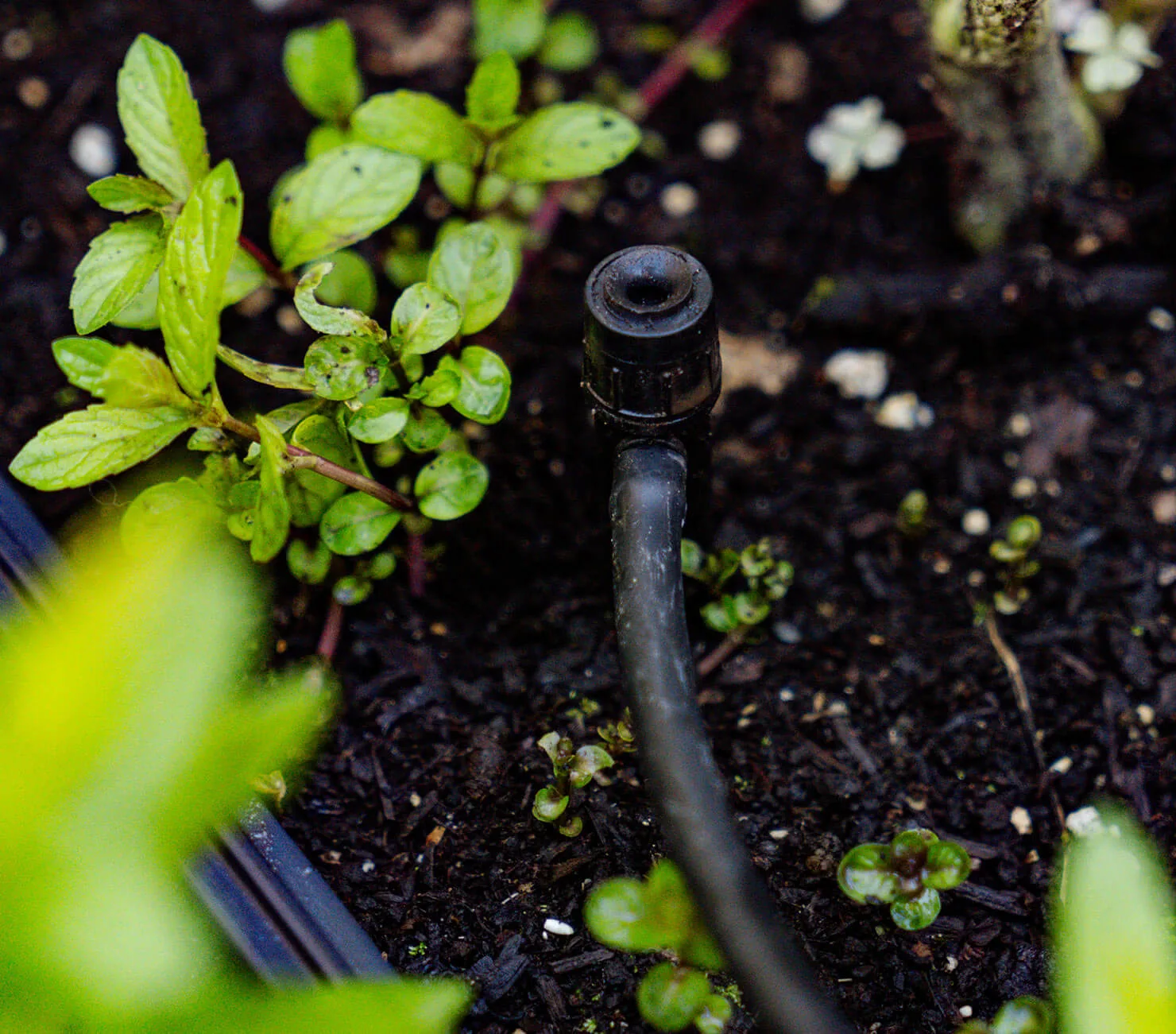 Irriglobe - Irrigation résidentielle