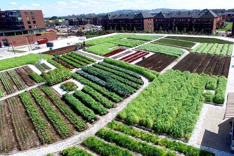 Agriculture Urbaine